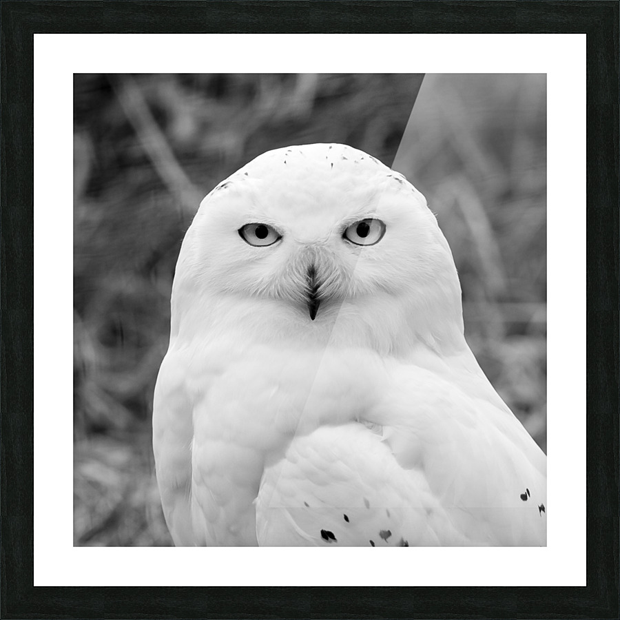 SNOWY OWL Picture Frame print