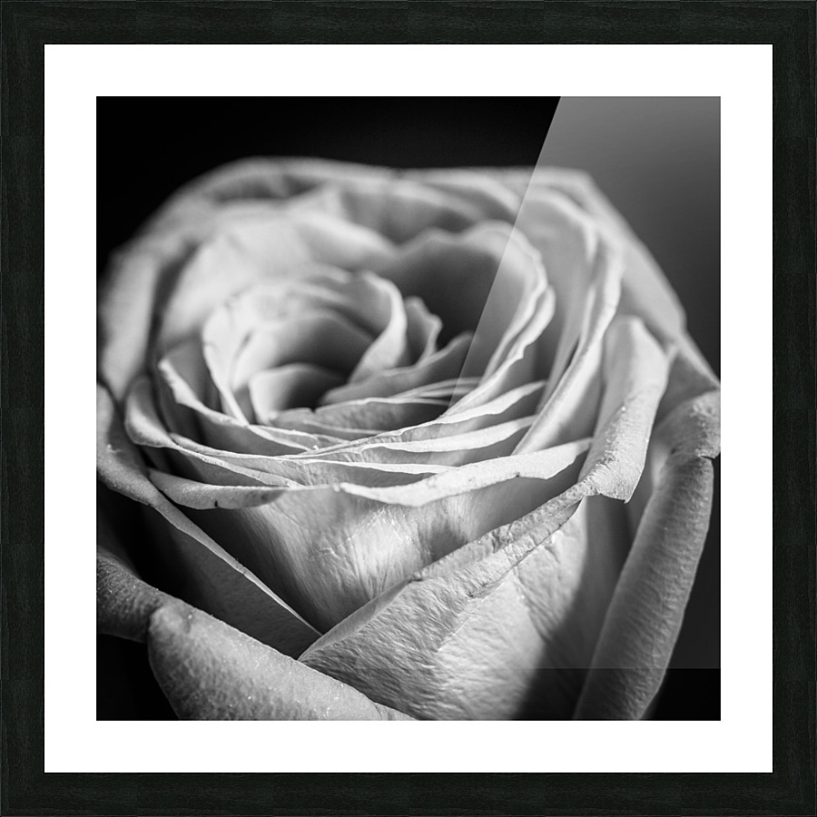 ROSE Picture Frame print