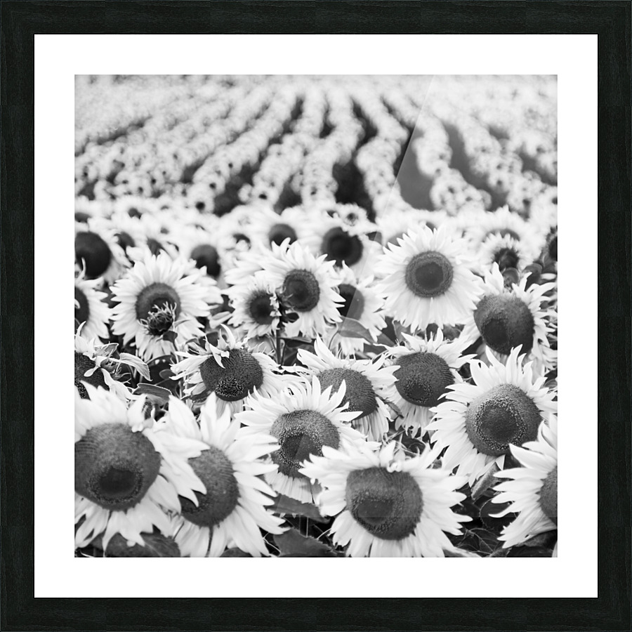 SUNFLOWERS III Picture Frame print