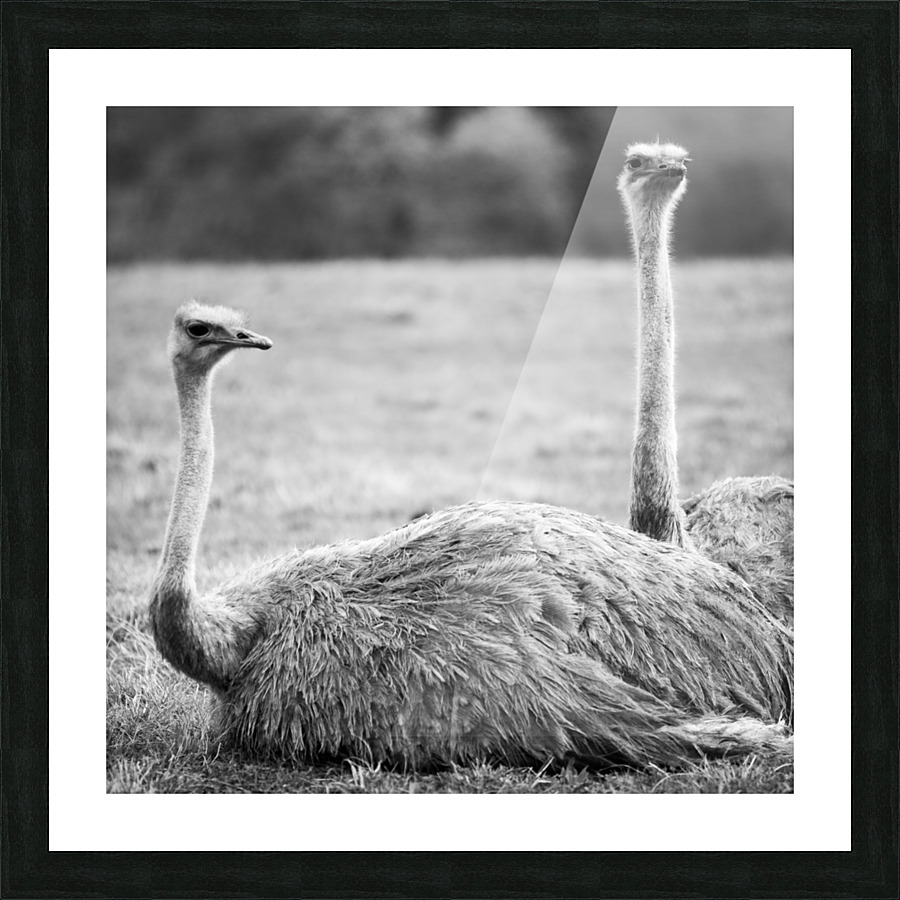 OSTRICH Picture Frame print