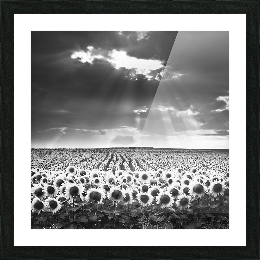 SUNFLOWERS II Picture Frame print