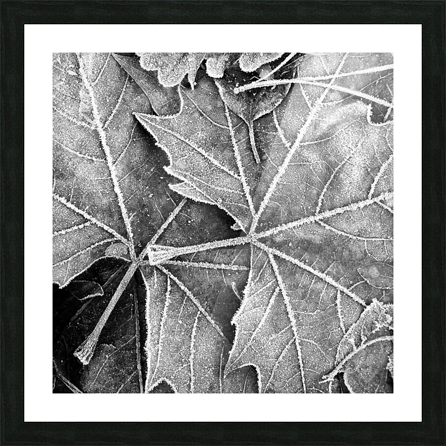 LEAVES Picture Frame print