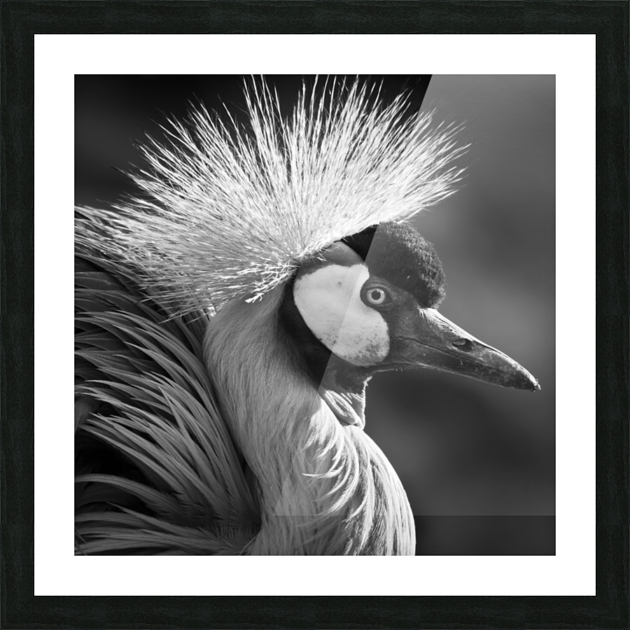 GREY CROWNED CRANE Picture Frame print