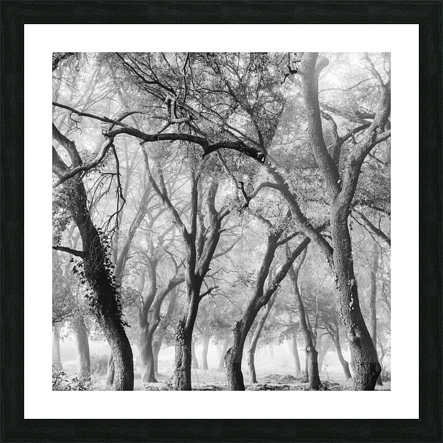 OAK GROVE Picture Frame print