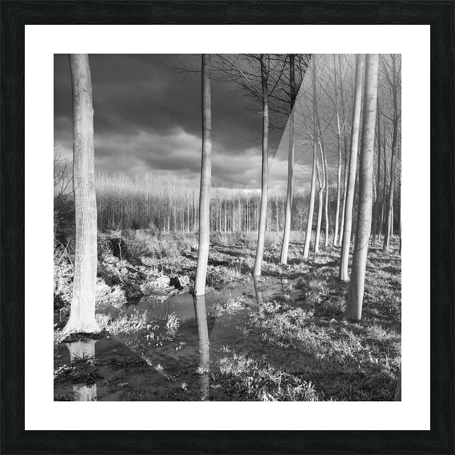 POPLAR GROVE Picture Frame print