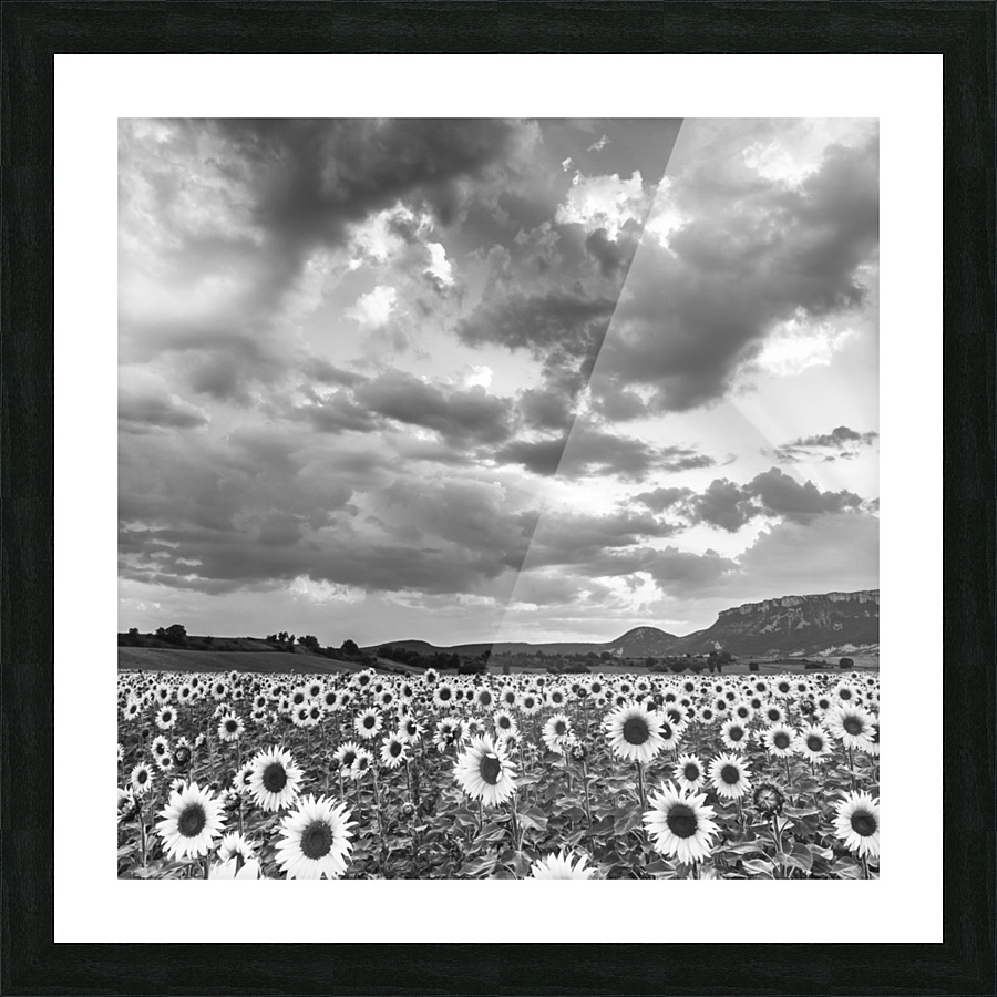 SUNFLOWERS Picture Frame print