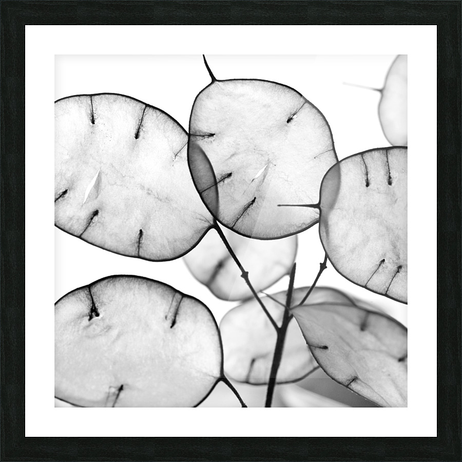 LUNARIA Picture Frame print