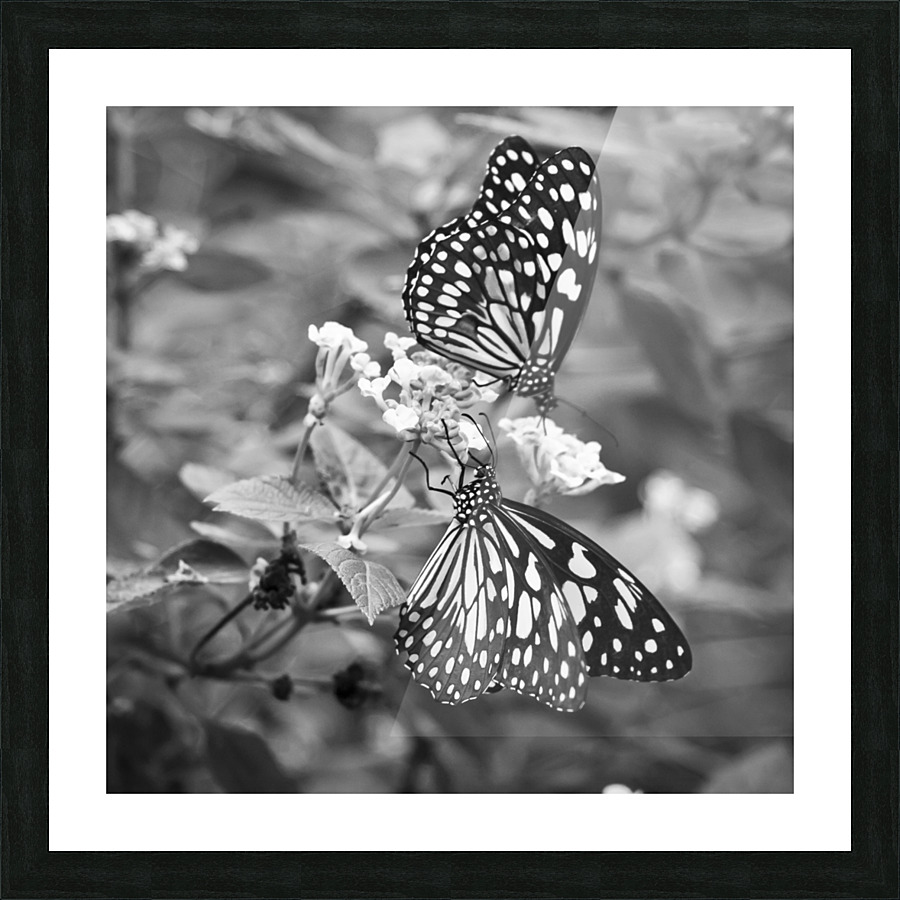 BUTTERFLIES Picture Frame print