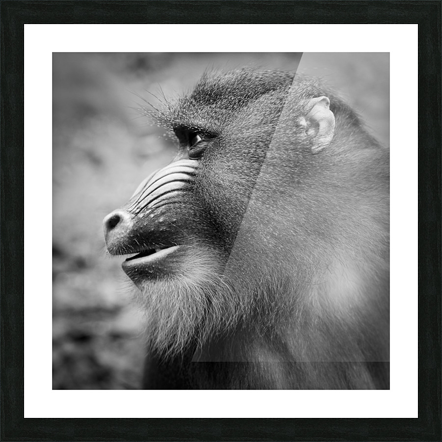 BABOON Picture Frame print