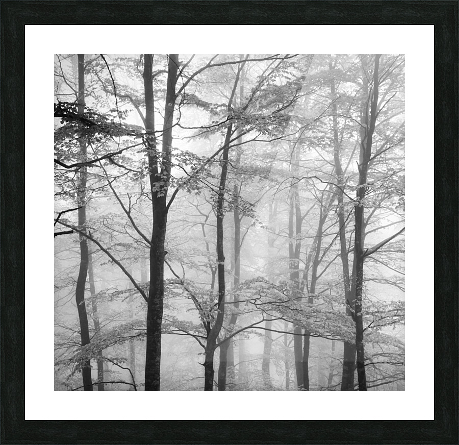 FORESTRY Picture Frame print