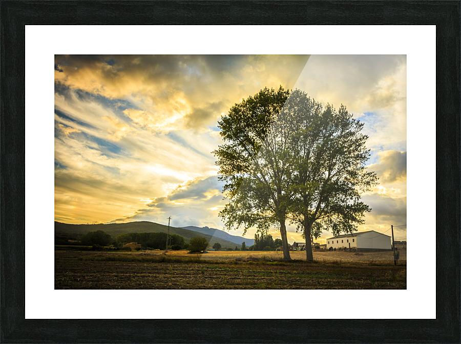 Tree and sky with clouds.  Picture Frame print