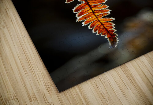 Fern in autumn 01 Mikel Bilbao Photography puzzle