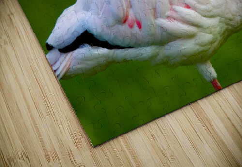 Lesser Flamingo Mikel Bilbao Photography puzzle