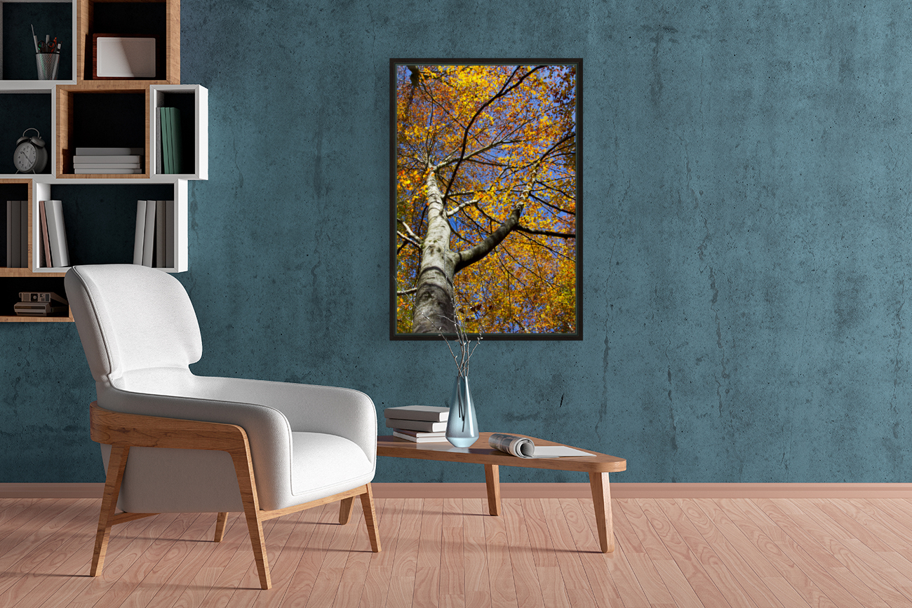 beech tree in autumn Reproduction