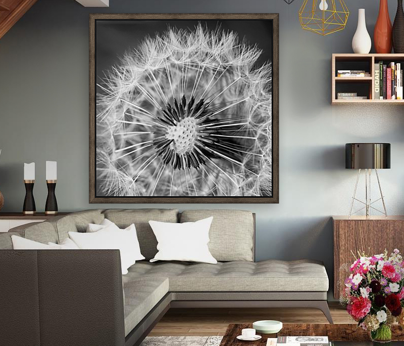 Common dandelion Reproduction