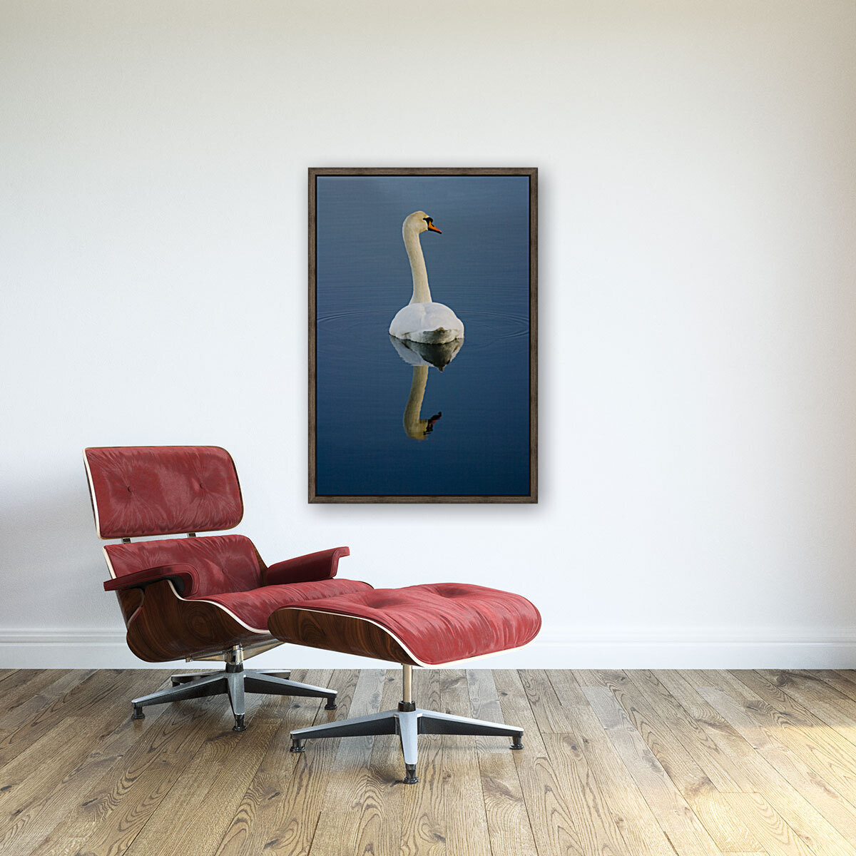 Mute swan Reproduction