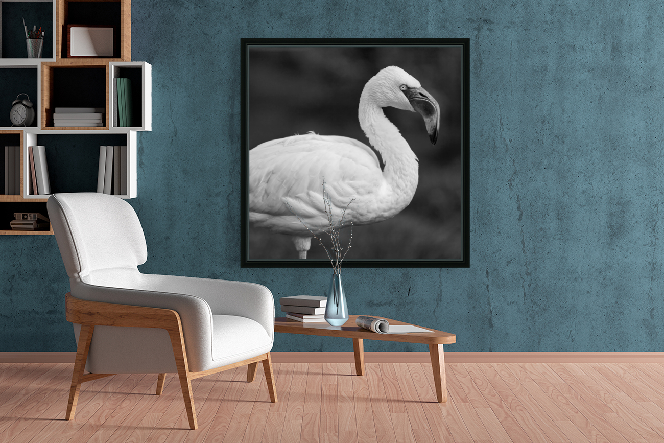 LESSER FLAMINGO Reproduction