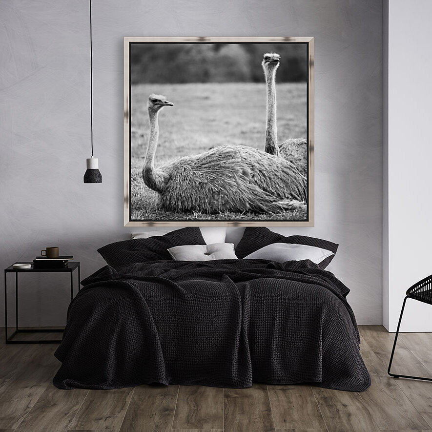 OSTRICH Reproduction