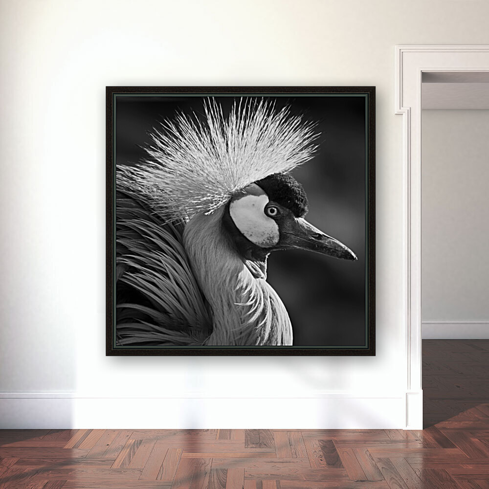 GREY CROWNED CRANE Reproduction