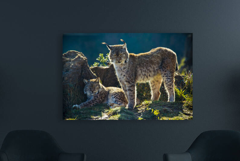 European lynx II by Mikel Bilbao Photography