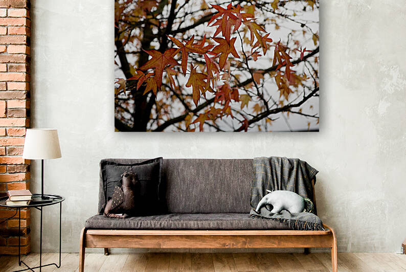 American sweetgum in autumn by Mikel Bilbao Photography