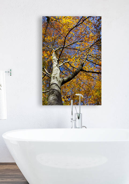 beech tree in autumn by Mikel Bilbao Photography