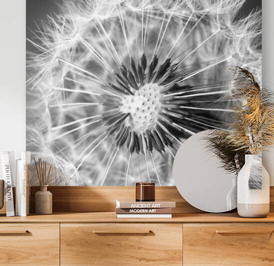 Common dandelion by Mikel Bilbao Photography