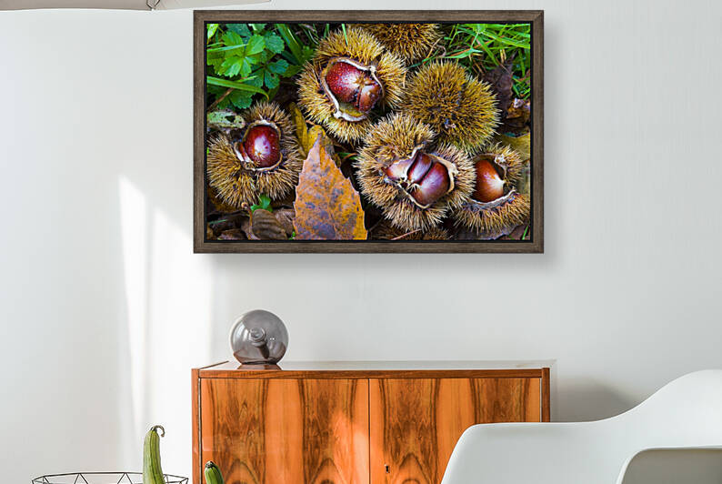 Chestnuts in autumn I by Mikel Bilbao Photography