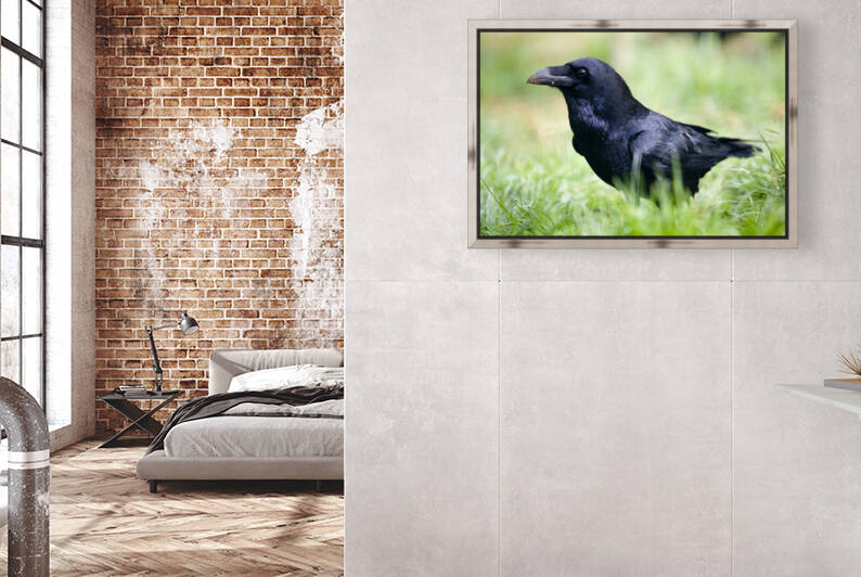 common raven Corvux corax by Mikel Bilbao Photography