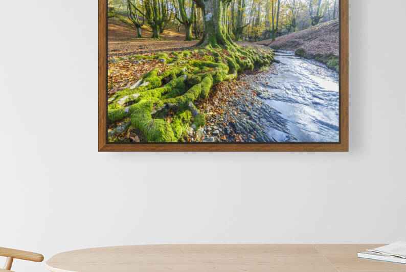 Otzarreta beechwood 02 by Mikel Bilbao Photography