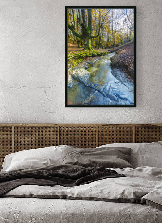 Otzarreta beechwood 01 by Mikel Bilbao Photography