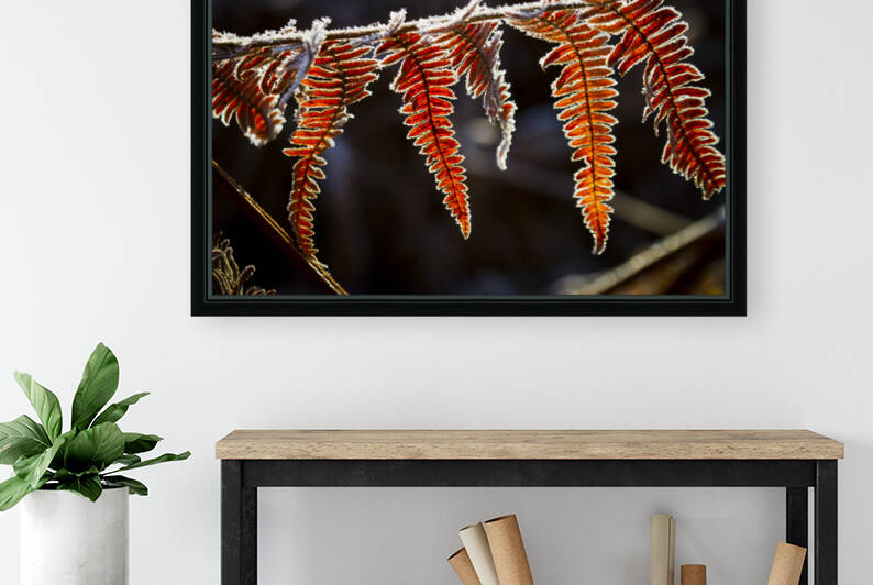 Fern in autumn 02 by Mikel Bilbao Photography