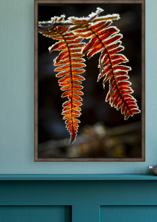 Fern in autumn 01 by Mikel Bilbao Photography