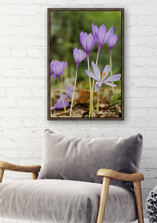 Meadow safron flowers II by Mikel Bilbao Photography