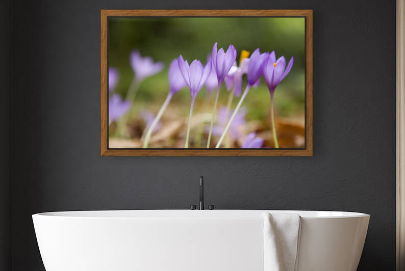 Meadow safron flowers I by Mikel Bilbao Photography