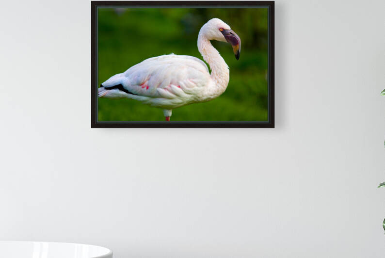 Lesser Flamingo by Mikel Bilbao Photography