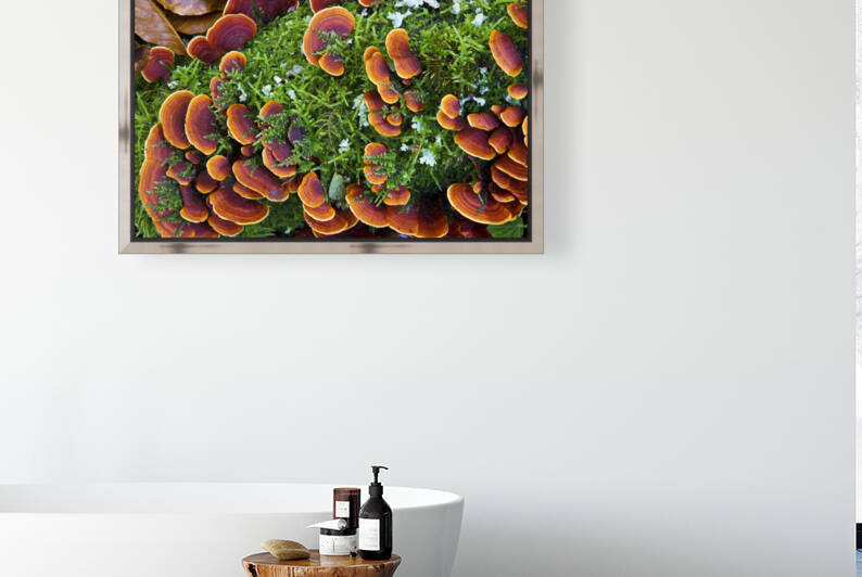 Turkey Tail mushroom by Mikel Bilbao Photography