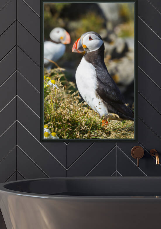 Atlantic puffin. Dyrholaey. Iceland 03 by Mikel Bilbao Photography