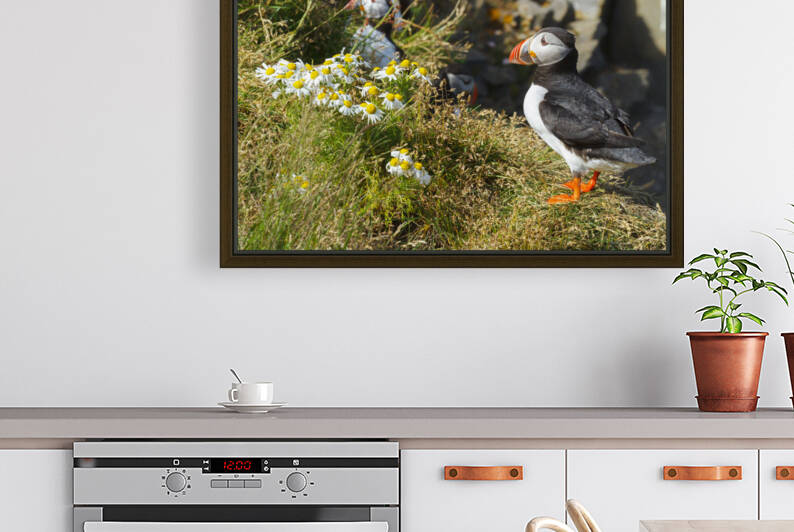 Atlantic puffin. Dyrholaey. Iceland 02 by Mikel Bilbao Photography