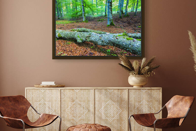 Beechwood in Urbasa Andia Natural Park by Mikel Bilbao Photography