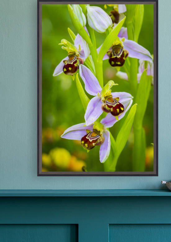 Bee orchid flowers 01 by Mikel Bilbao Photography