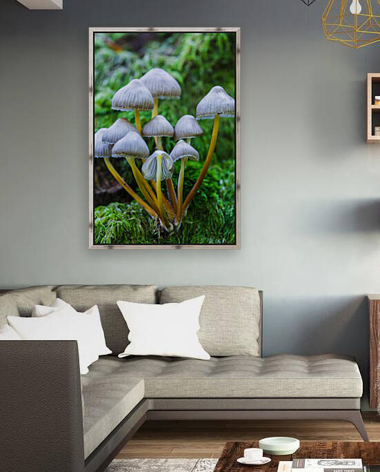 Beautiful bonnet mushroom by Mikel Bilbao Photography