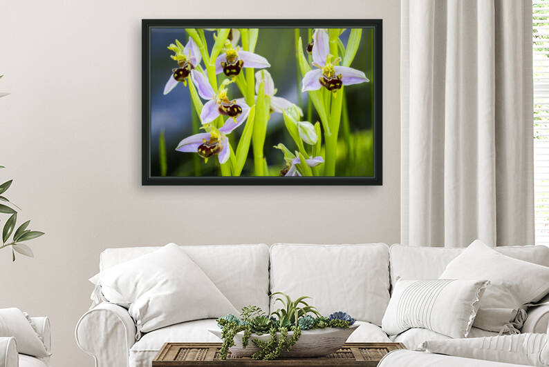 Bee orchid flowers 02 by Mikel Bilbao Photography