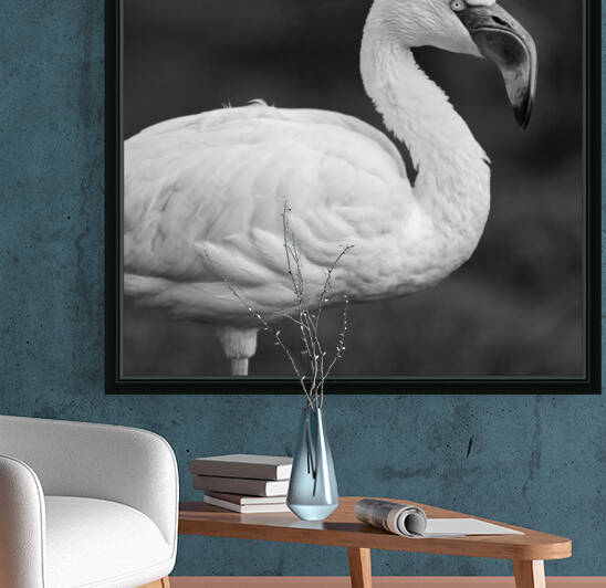 LESSER FLAMINGO by Mikel Bilbao Photography