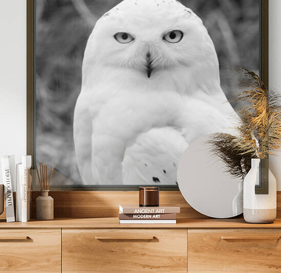 SNOWY OWL by Mikel Bilbao Photography