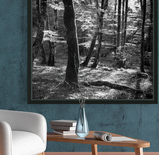 BEECHWOOD by Mikel Bilbao Photography