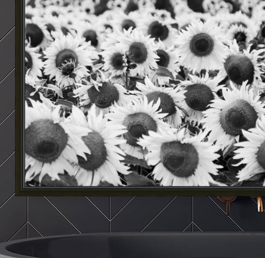 SUNFLOWERS III by Mikel Bilbao Photography