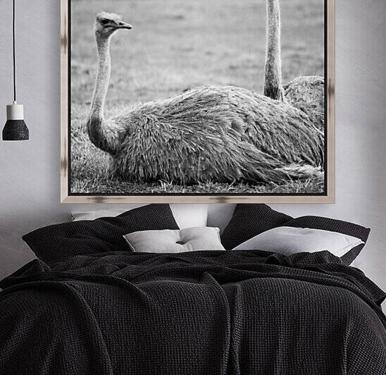 OSTRICH by Mikel Bilbao Photography