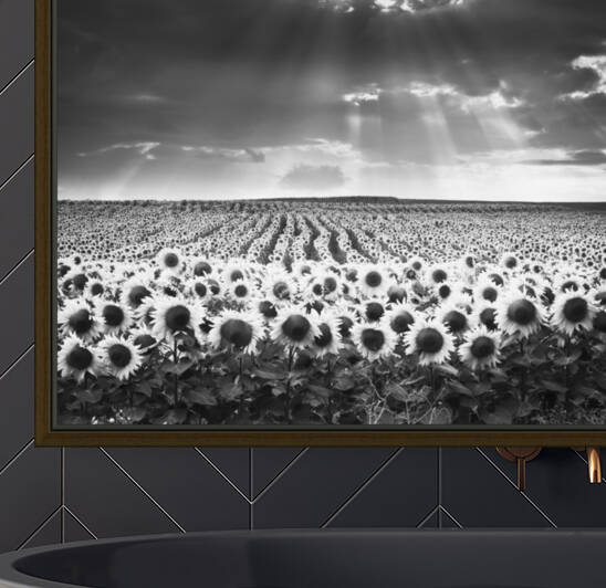 SUNFLOWERS II by Mikel Bilbao Photography