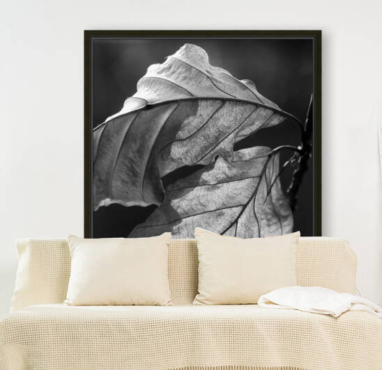 LEAVES by Mikel Bilbao Photography